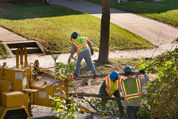 Why Choose Our Tree Removal Services in Shenandoah, PA?